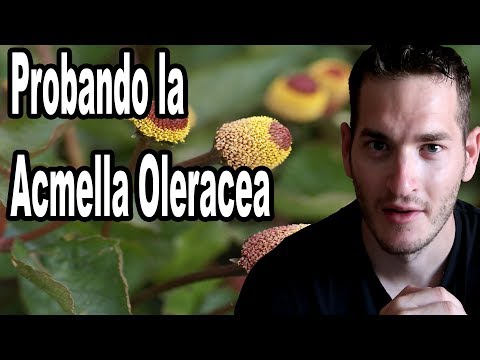 Acmella oleracea come usarla