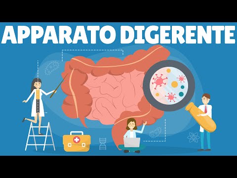 Dopo quanto avviene la digestione