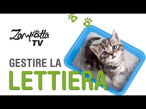 Lettiera gatto ogni quanto si cambia