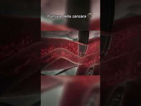 Perche le zanzare sono importanti