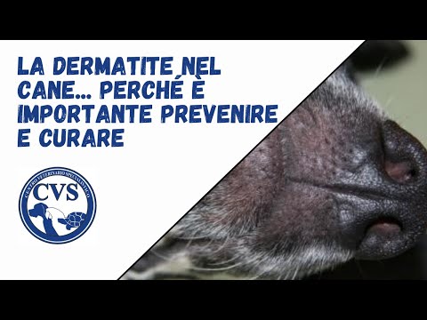 Ricrescita pelo cane dopo dermatite