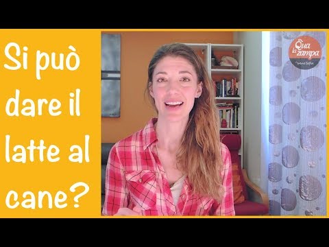 Si può dare il latte senza lattosio ai cani